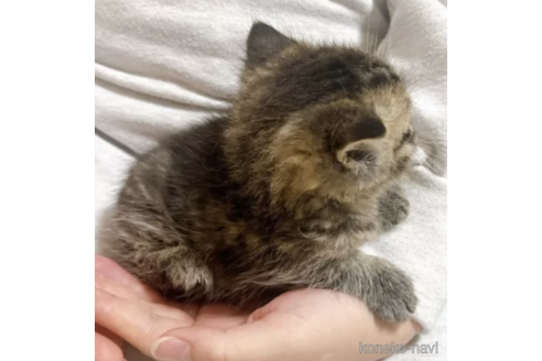 成約済の大阪府のその他の猫種-75441の2枚目